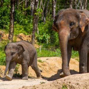 Elefanttien suojelualueet