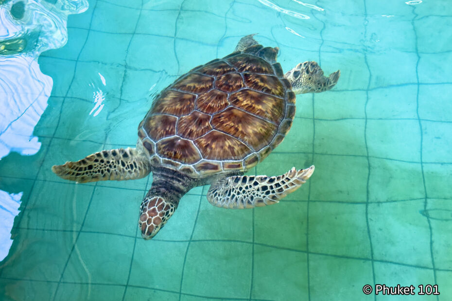 Sea Turtle Conservation Center in Khao Lak - PHUKET 101