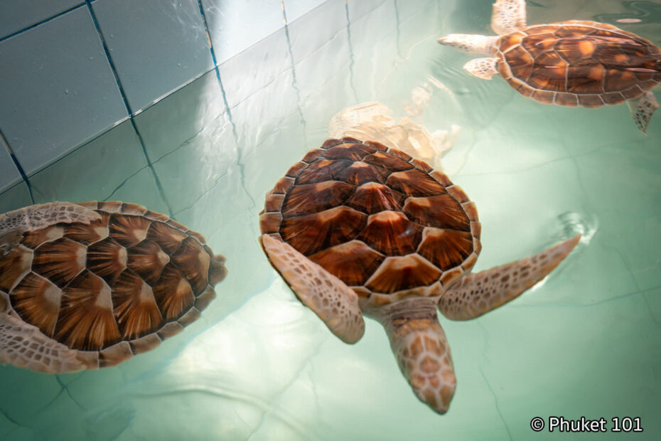 Sea Turtle Conservation Center in Khao Lak - PHUKET 101