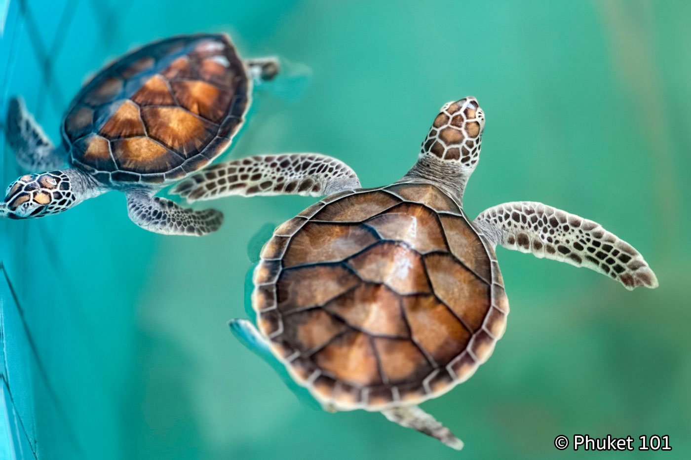 Sea Turtle Conservation Center in Khao Lak