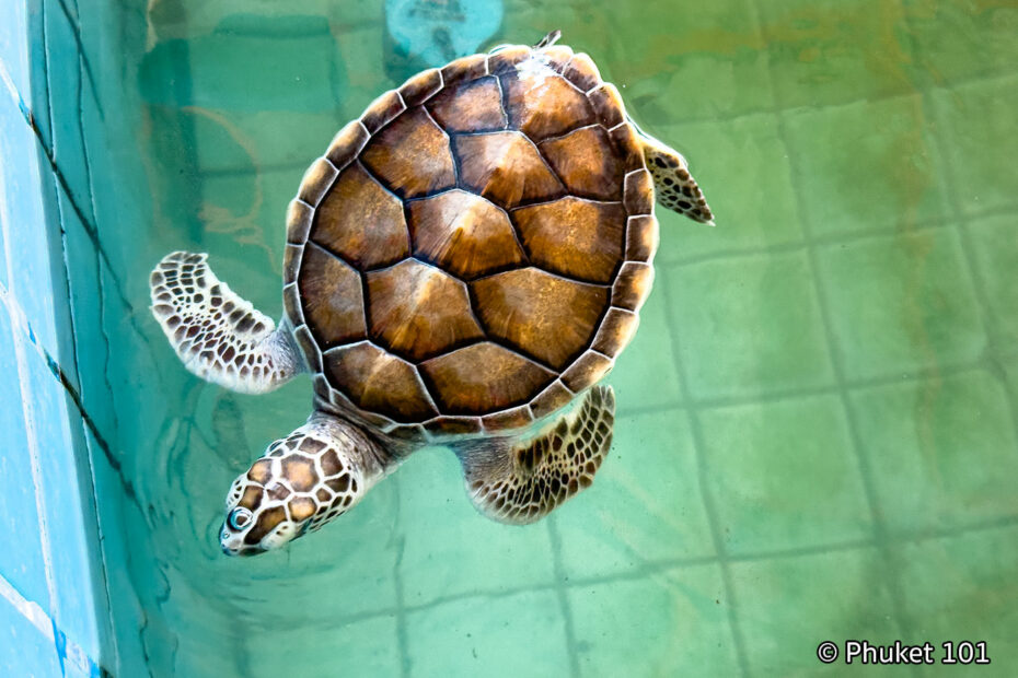 Sea Turtle Conservation Center in Khao Lak - PHUKET 101