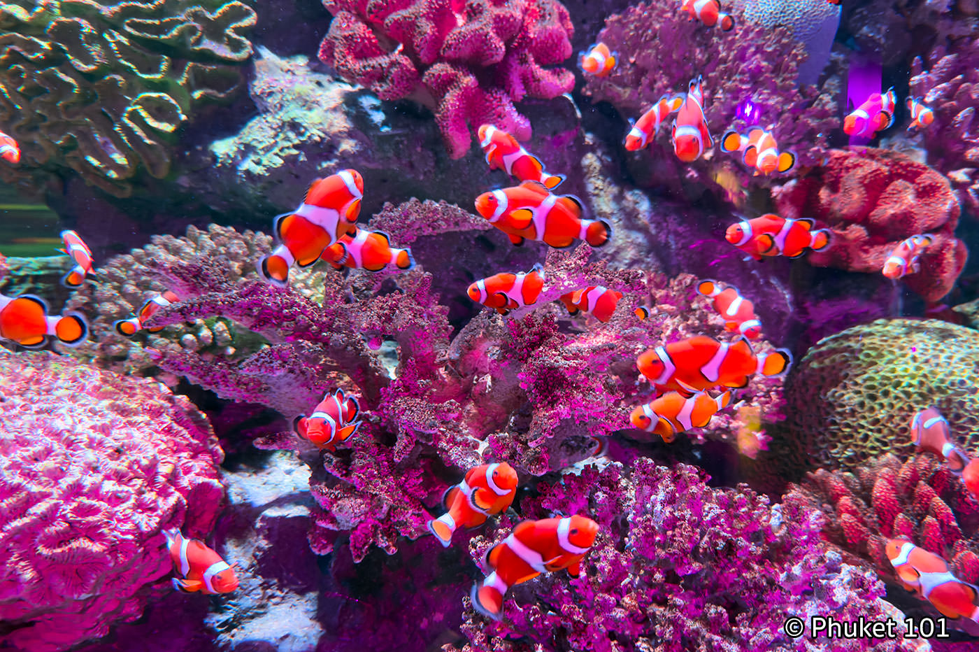 Sealife Ocean World Aquarium