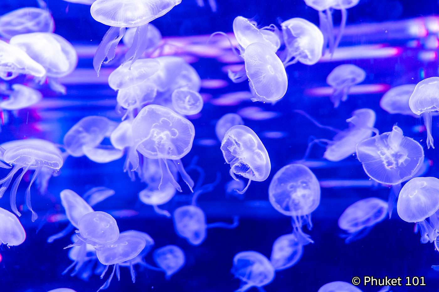 Sealife Ocean World Aquarium
