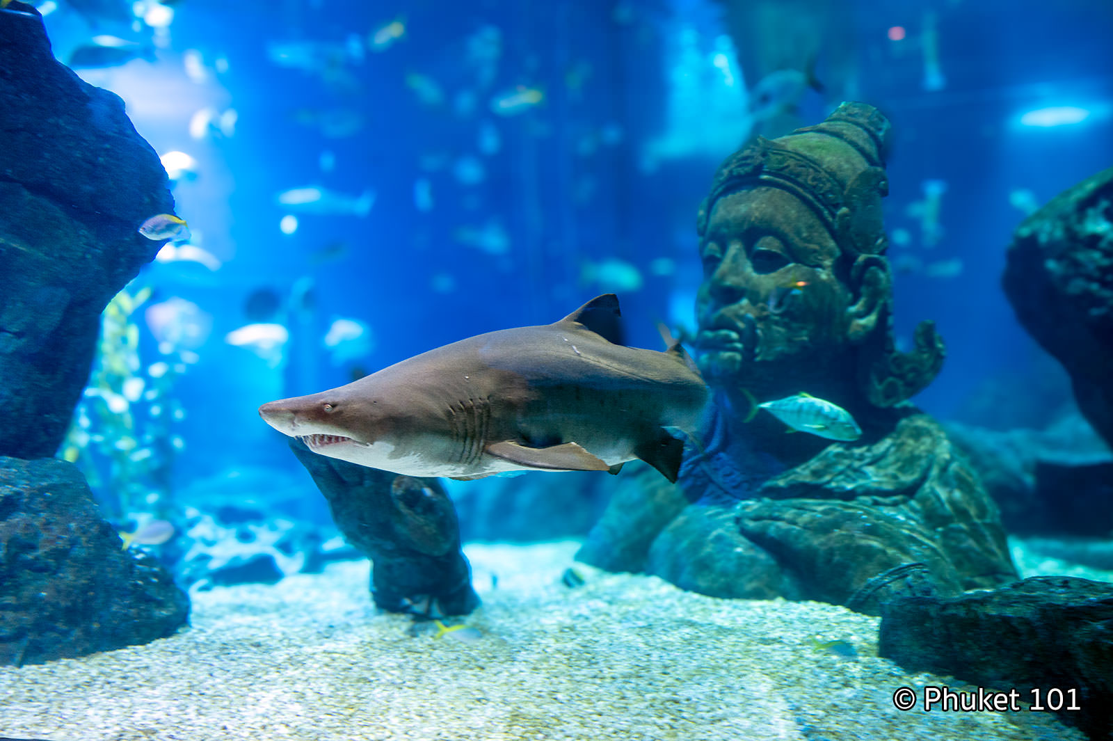 Sealife Ocean World Aquarium