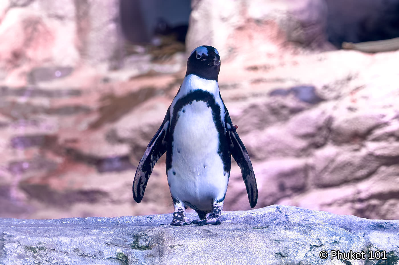 Penguin at SEA LIFE Bangkok Ocean World