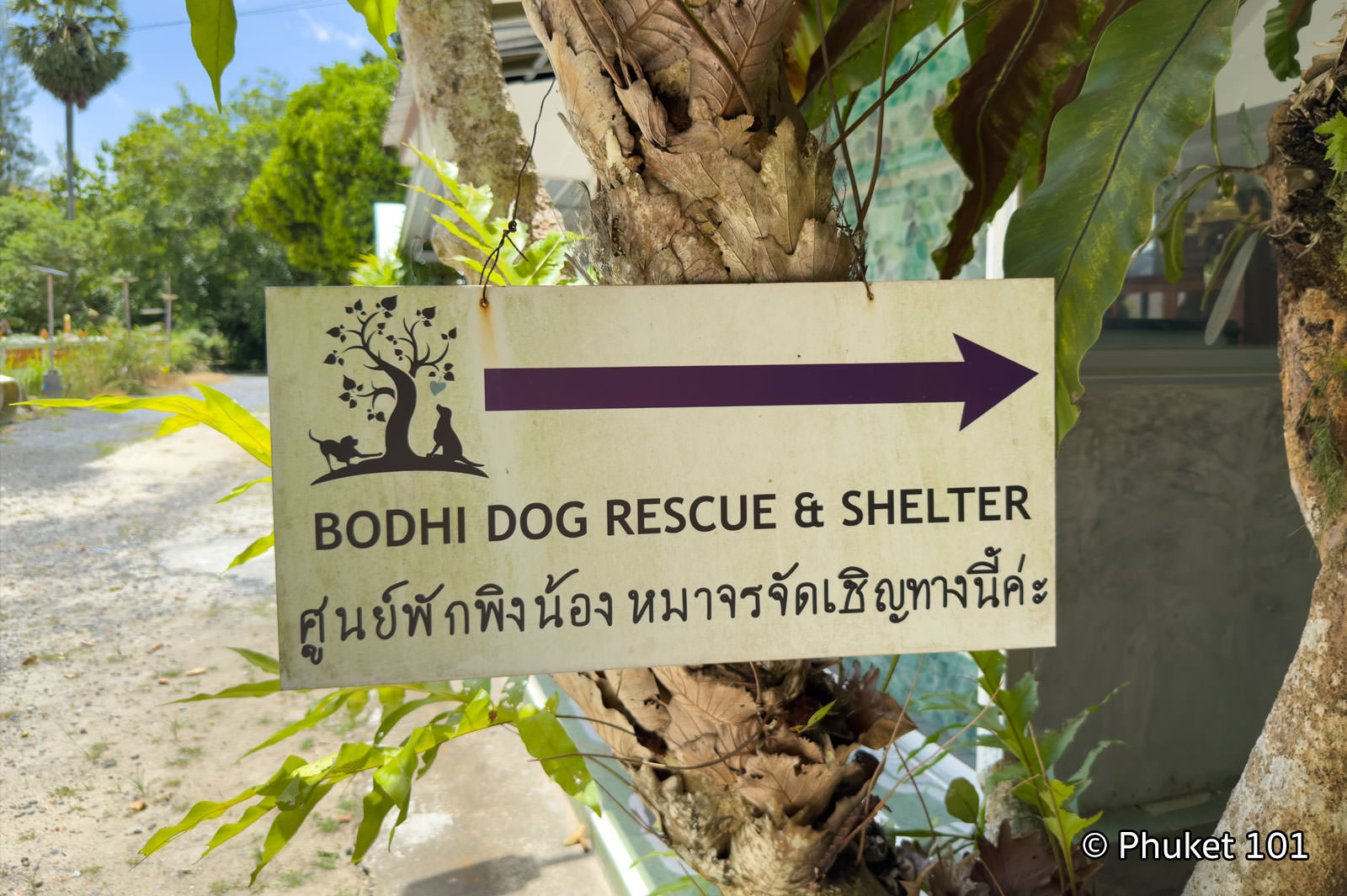 Dodhi Dog Rescure and Shelter Phuket