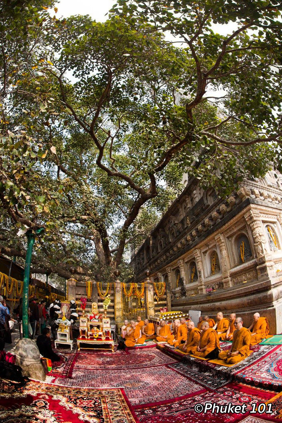 Bodh Gaya Tree in India