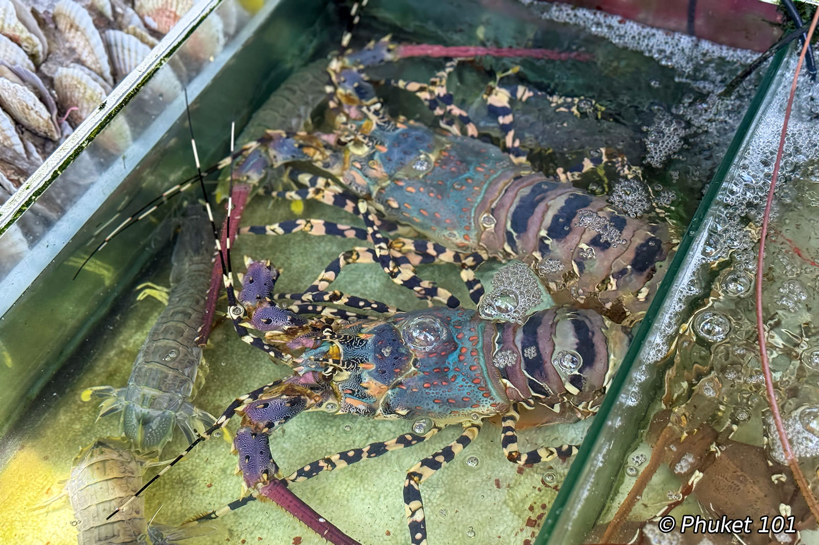 Mook Manee Seafood in Rawai Beach, Phuket