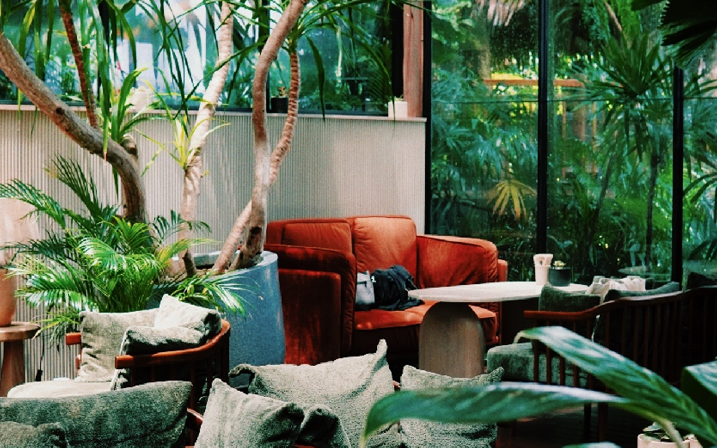 Baboon Phuket