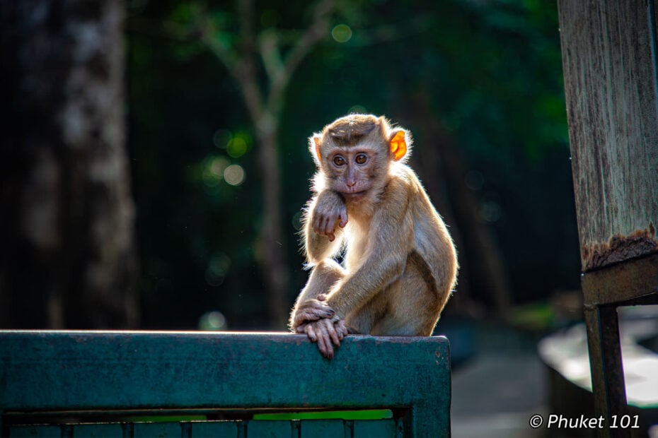 Monkey Hill Phuket
