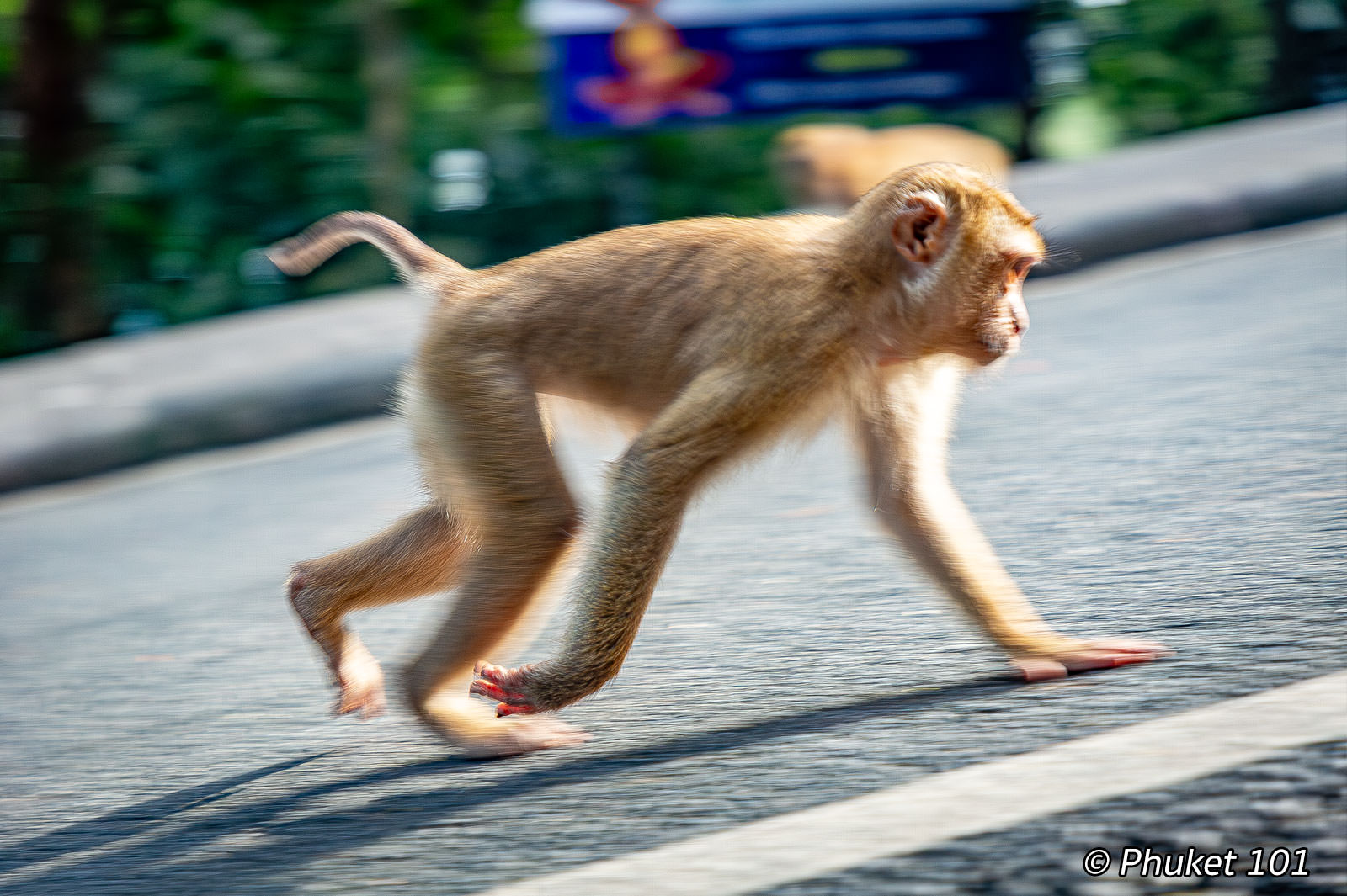 Monkey Hill Phuket Town