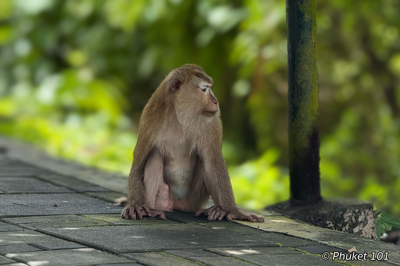 Monkey in Phuket