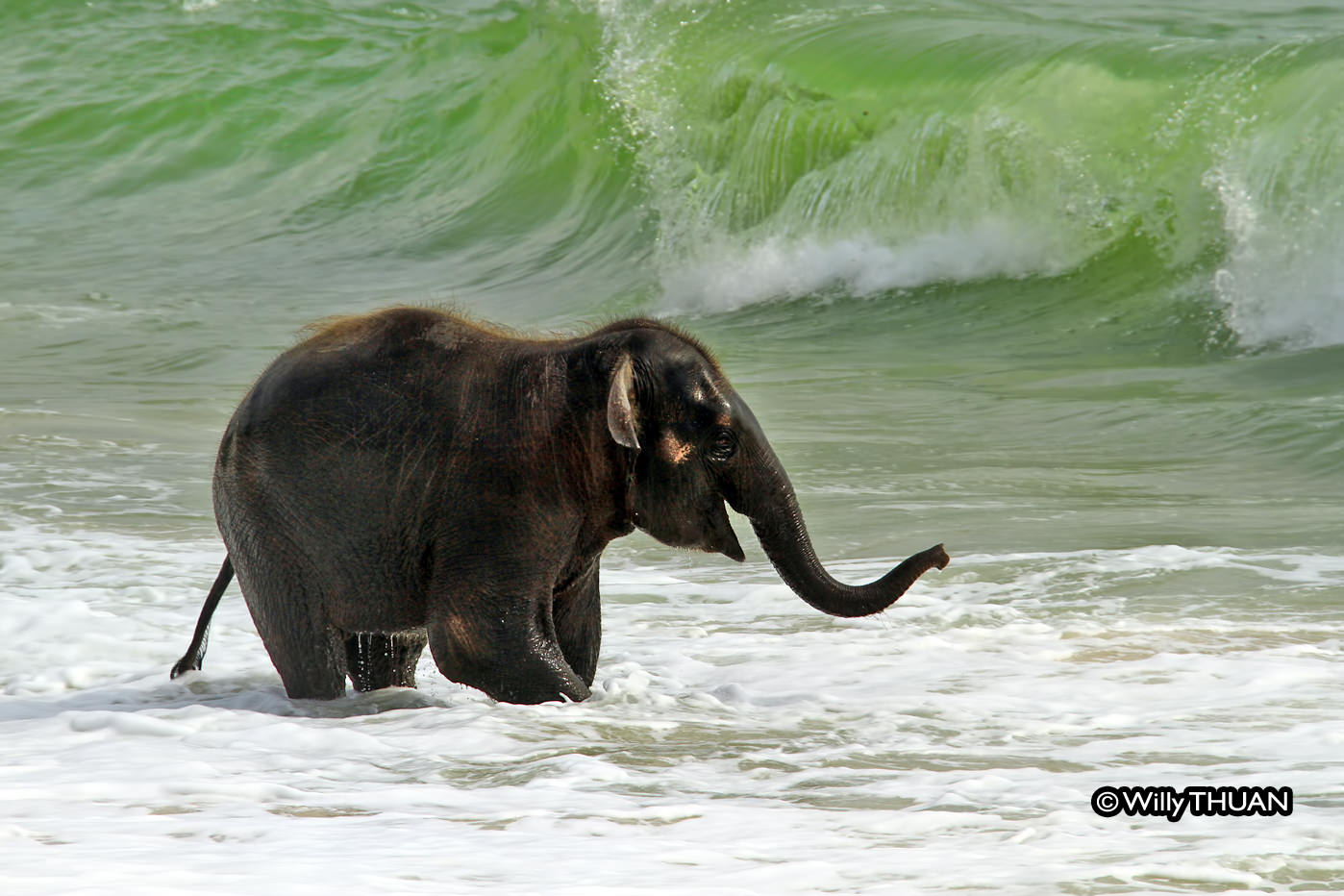 Baby Elephant on a Phuket Beach