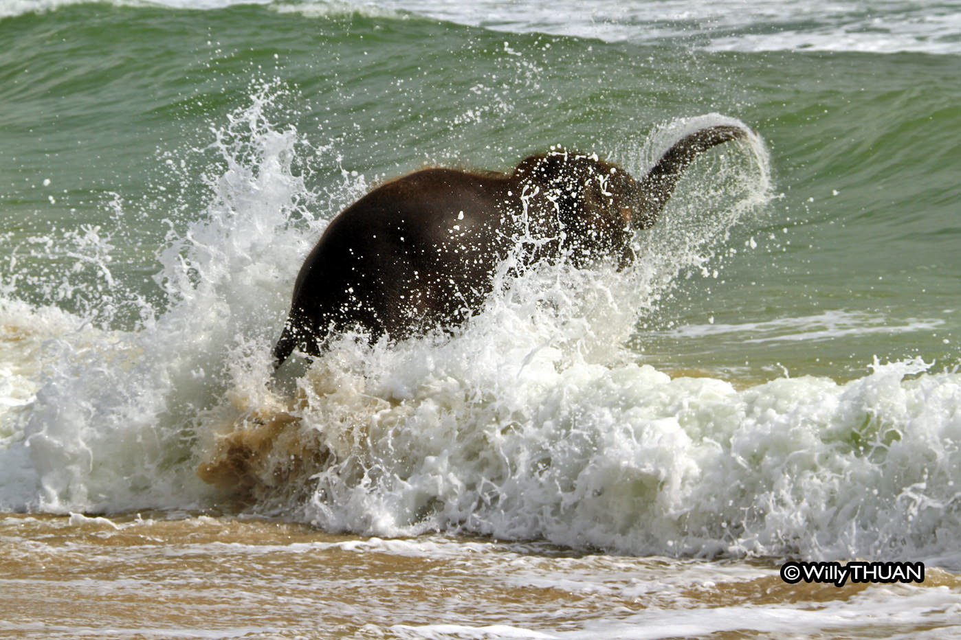 Baby Elephant on a Phuket Beach