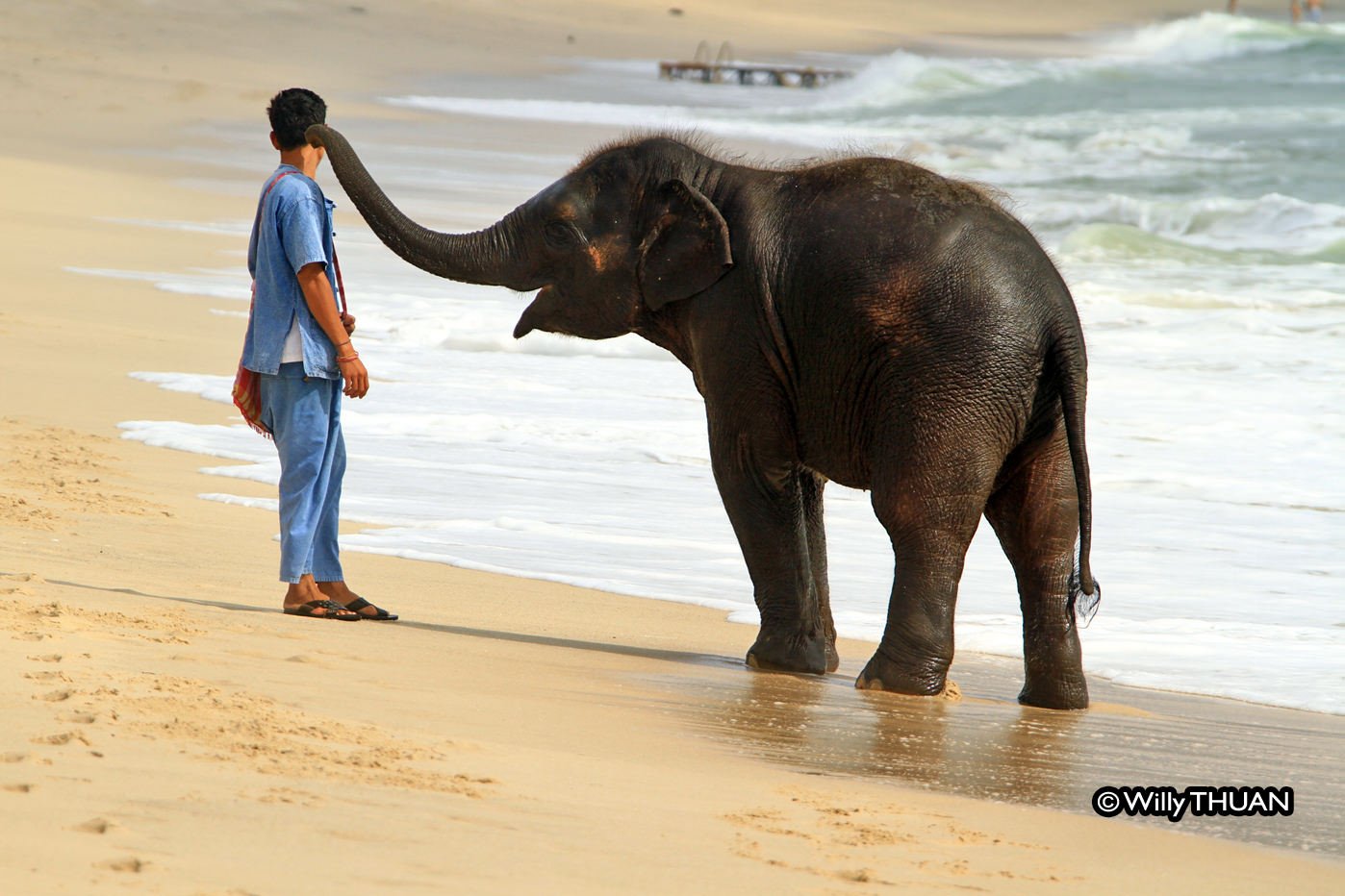 Baby Elephant on a Phuket Beach