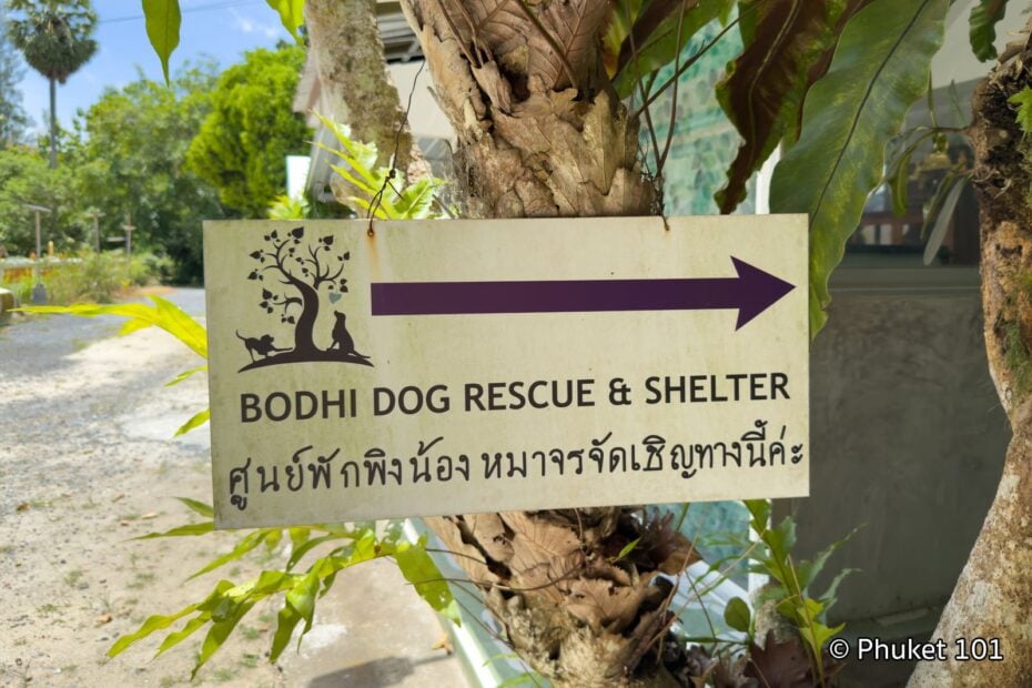 Bodhi Dog Rescue and Shelter in Phuket