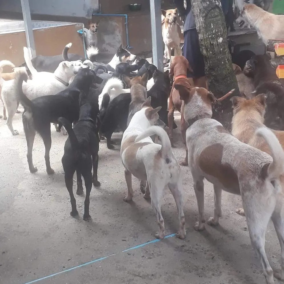 Bodhi Dog Rescue and Shelter in Phuket
