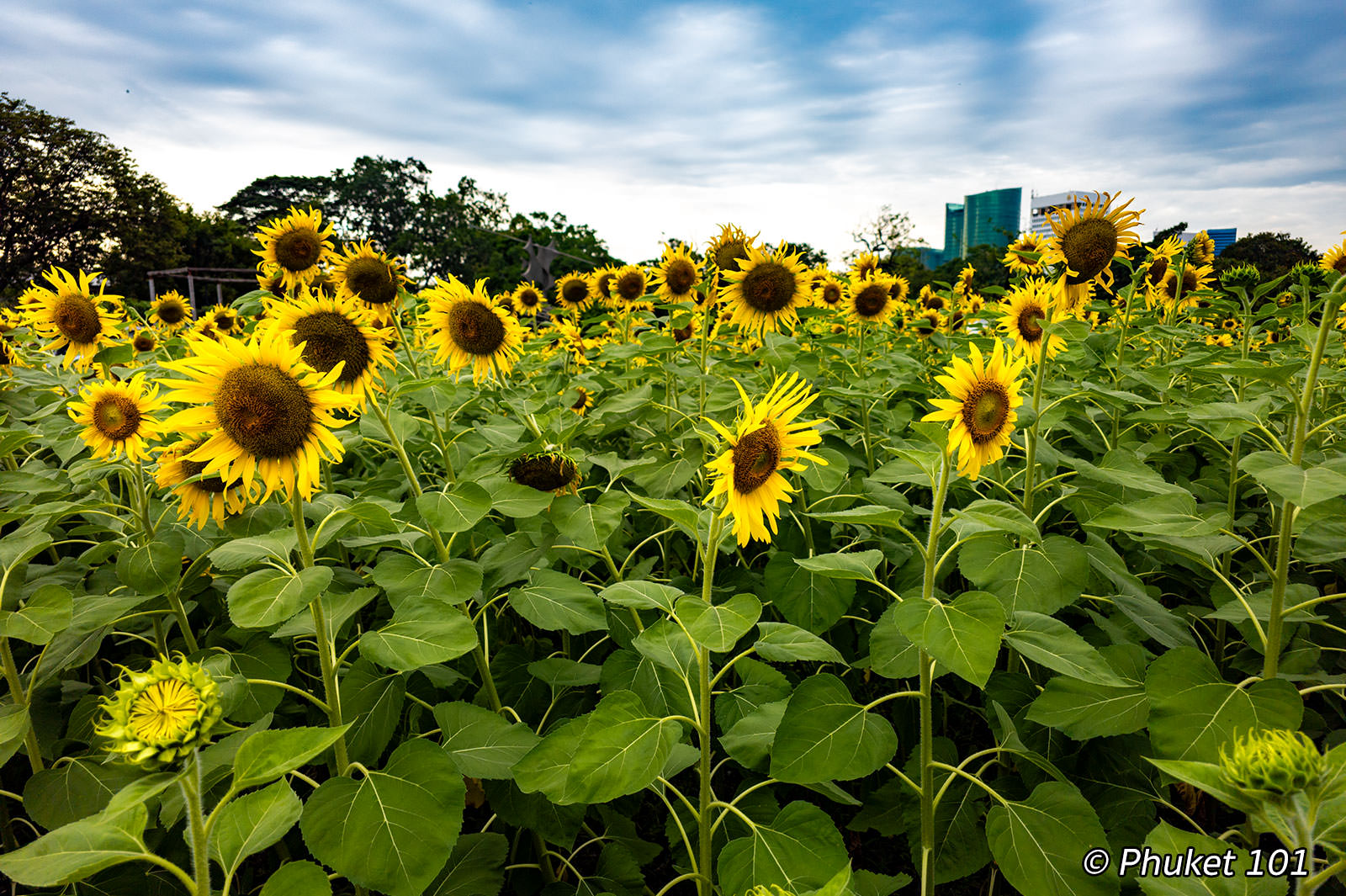 Chatuchak Park in Bangkok