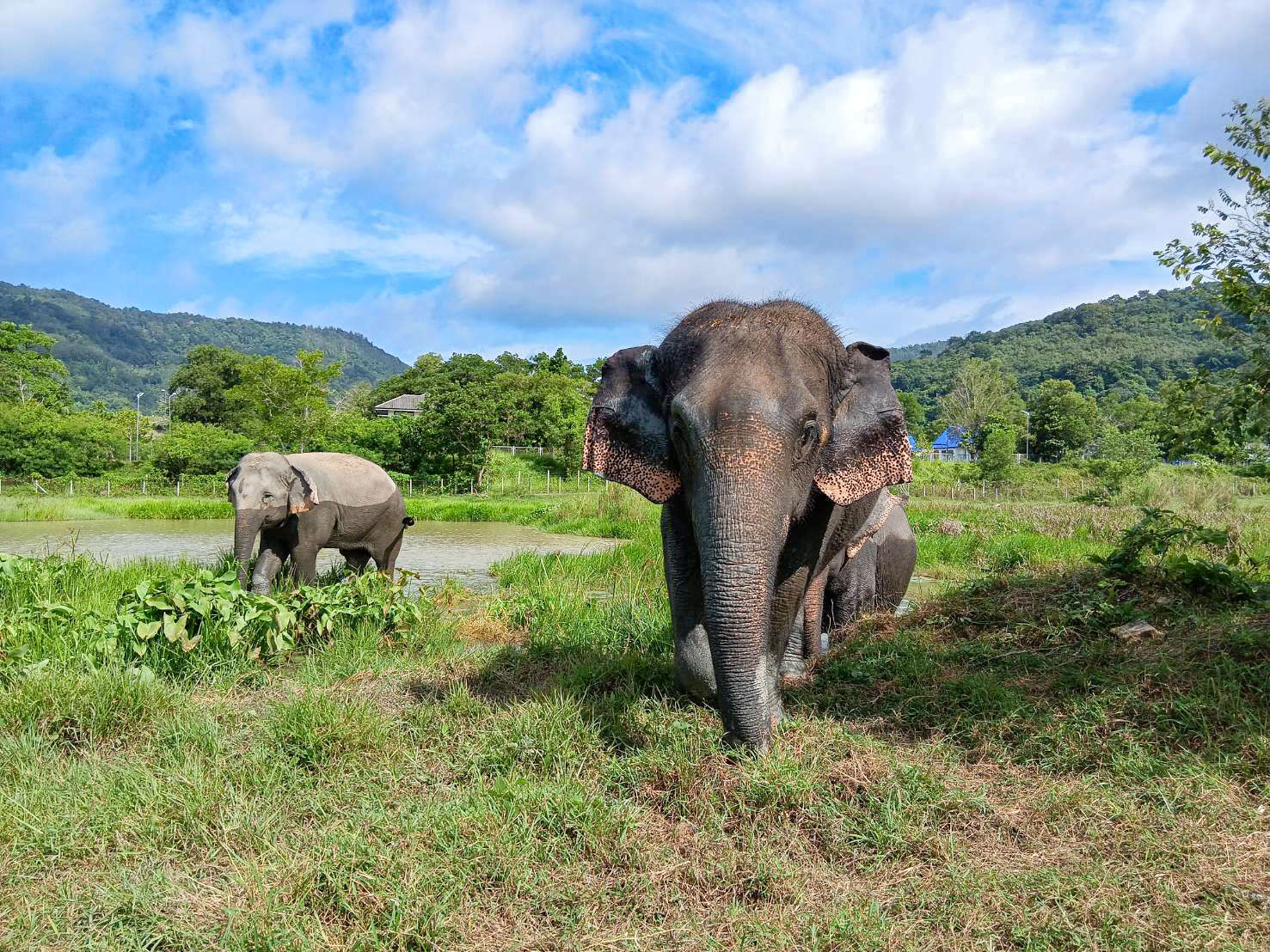 Freedom Elephant Reserve in Phuket