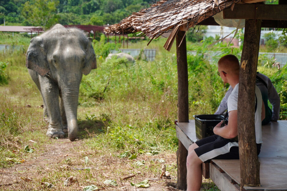 Freedom Elephant Reserve in Phuket
