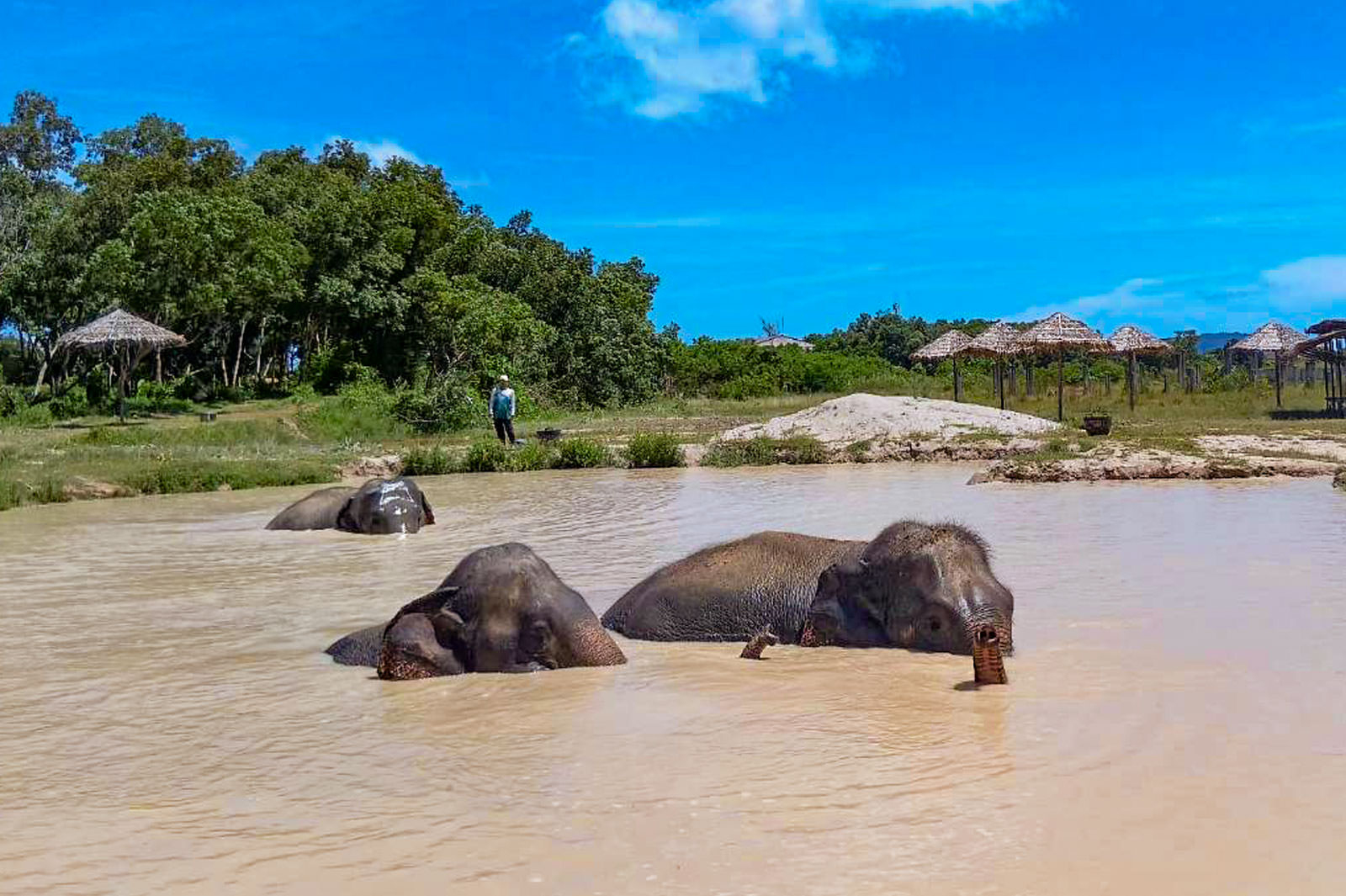 Freedom Elephant Reserve in Phuket