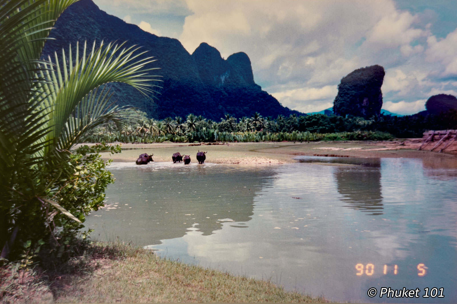 Wild buffaloes in Phang Nga in 1990