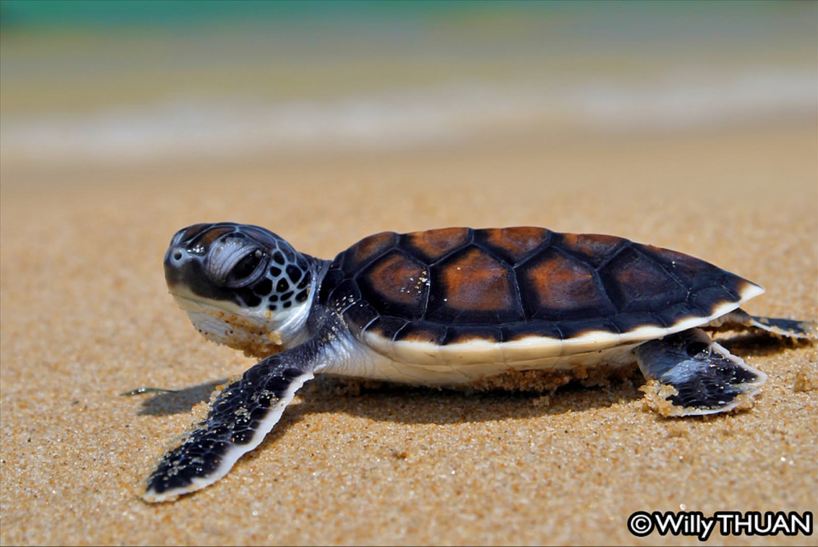 Turtle release Mai Khao Beach
