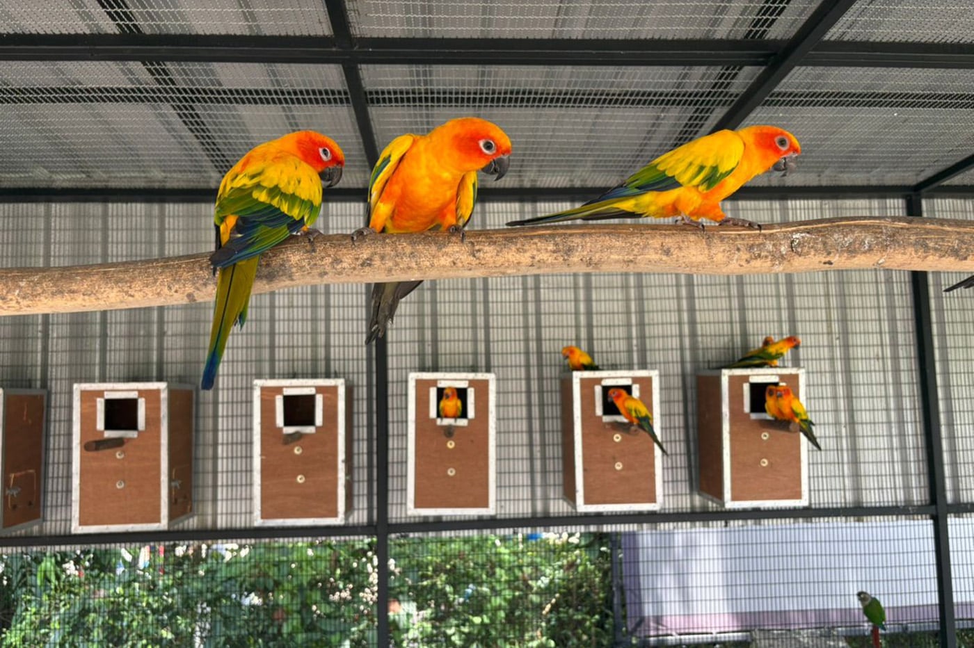 Fresh fish dishes at Bird For You Cafe in Thalang