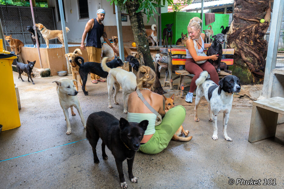 Mini Walk In Rescue Bodhi Dog Rescue And Shelter Phuket | A Dog Shelter Inside A Remote ...
