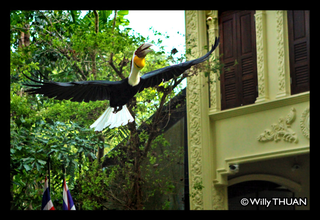 phuket-bird-park-4