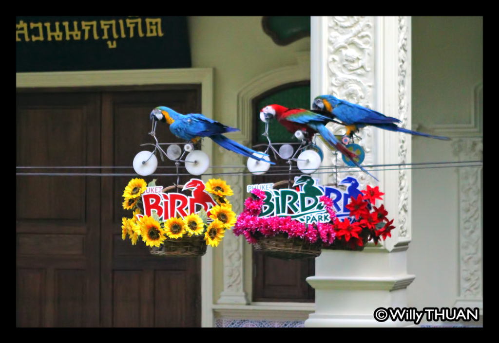 phuket-bird-park-parrots