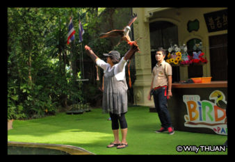 phuket-bird-park-show