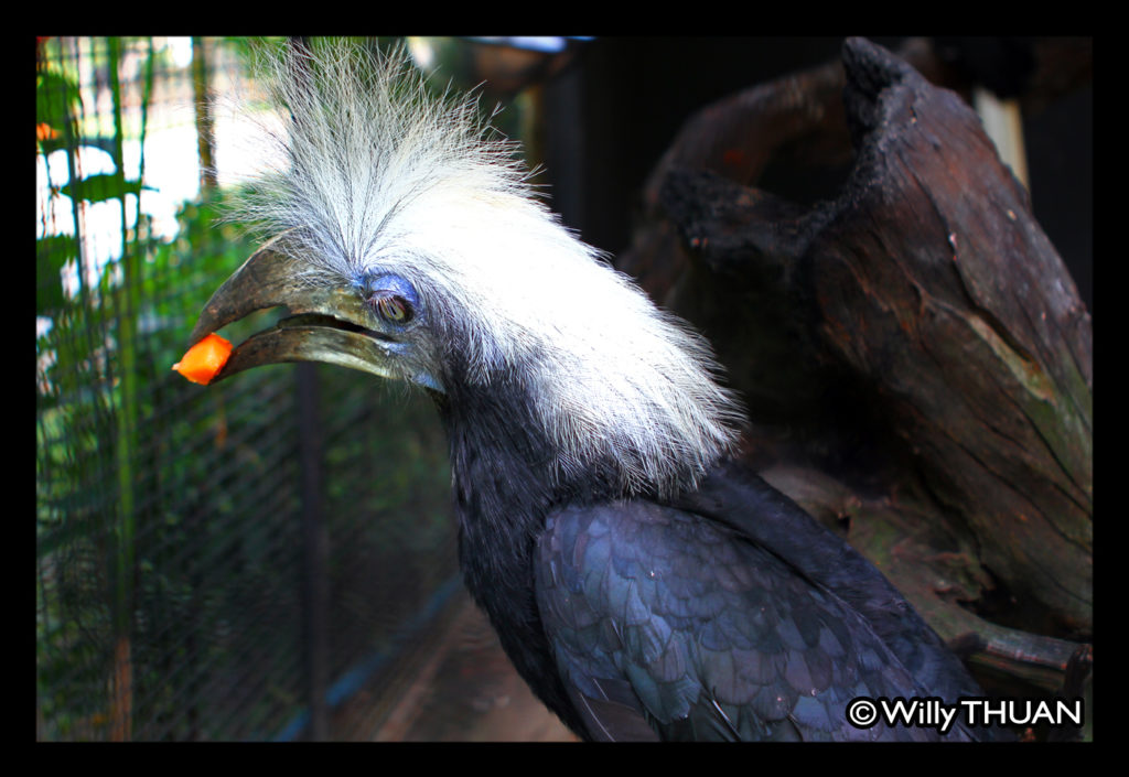 phuket-bird-zoo